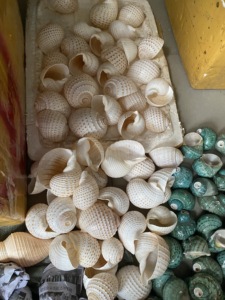 Concha de Atún Gigante de Vietnam con Manchas, 10-13 cm, Tesoro Natural del Océano para Decoración de Playa, Manualidades Marinas, Adorno de Acuario - Product Image 3