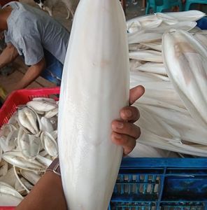 Os de Seiche Naturel 100% Séché au Soleil pour Oiseaux – Os de Calamar de Qualité Supérieure du VIETNAM - Product Image 3