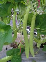 Lange Meloen KAKRI TAR Zaden Groene Kleur 99% Zuiverheid 85% Kiembaarheid Pakistaanse Oorsprong Moon Star Merk 1 Gram 1 Kg 6% Vocht Max 12%