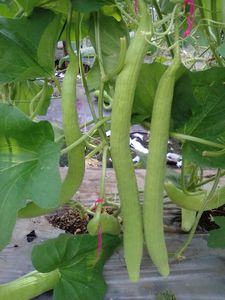 เมล็ดแตงโมยาว KAKRI TAR - Product Image 6