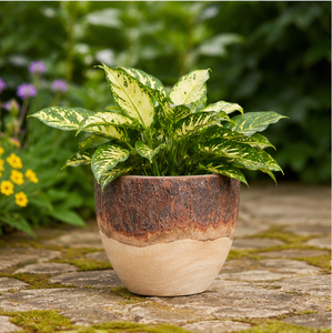 Maceta de Madera Ecológica Tallada a Mano para Decoración de Interiores de Oficina, Contenedor de Suculentas de Doble Tono Personalizado al Precio Más Bajo - Product Image 2