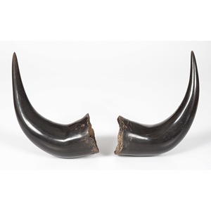 Par de Cuernos de Búfalo Pulidos para Decoración de Pared, Diseño Art Deco, Grandes de 10 a 18 Pulgadas, para Bodas, Cumpleaños, Aniversarios - Product Image 5