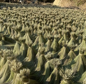 Matière première de qualité supérieure en herbe du Vietnam pour la fabrication de têtes de balai - Product Image 2