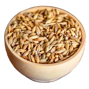 Good quality Barley Grain For Animal Feeding Available In Wholesale Bulk Quantity