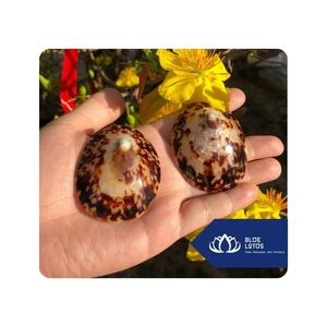 สินค้าขายดี |   เปลือกหอยลิมเพ็ตสำหรับงานประดิษฐ์ตกแต่ง คอลเลกชันเปลือกหอย และการพัฒนาผลิตภัณฑ์ทำมือ เวียดนาม - Product Image 1