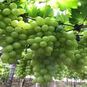 Frutas Japonesas de la Mejor Calidad, Amplia Variedad, Uvas Verdes, Negras y Rojas Frescas - Product Image 6