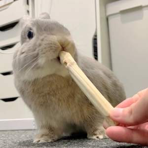 Bâtonnets de canne à sucre séchée – Jouet à mâcher naturel et écologique pour les dents - Product Image 5