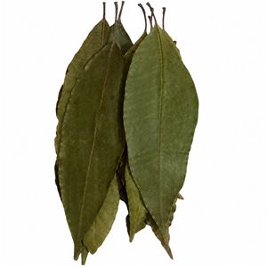 ใบมะม่วงแห้งธรรมชาติสำหรับตู้ปลา |   16-20 ซม. | แพ็ค 24 ชิ้น - Product Image 4