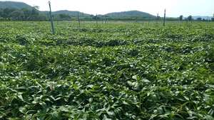 MOQ25kg 40AP-KMP Marca Extracto de hierbas de alta calidad Grado 40% Andrographolide Polvo Wild Cultivado Andrographis Paniculata Drum - Product Image 6