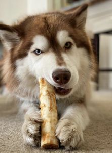 Jouet à mâcher pour chien en bois naturel – Bâton en bois de café pour les mâcheurs agressifs - Product Image 5
