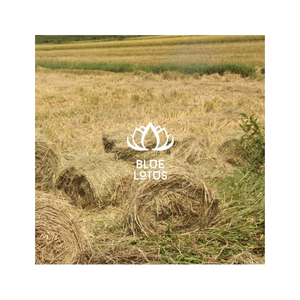 Paja de Arroz de Primera Calidad, Material Agrícola Seco para Compostaje, Cama para Animales, Manualidades, Embalaje y Exportación - Product Image 1