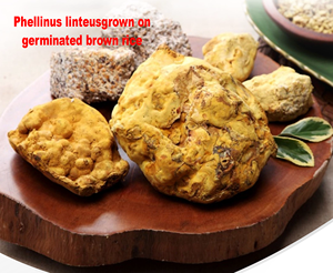 [GW] MAKARIOS PL+ Poudre de champignons médicinaux et base de riz brun germiné & Complément Premium K-Wellness - Product Image 2