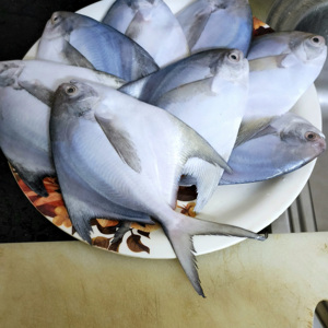 Low Price High Freshness Frozen Whole Fish White Silver Pomfret Farm Raised Grade IQF Process No Additives Bulk Packaging - Product Image 6