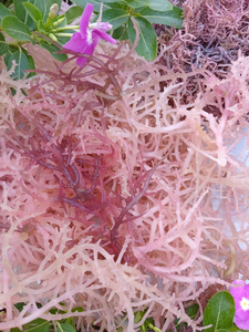 Disponible : Algues Marines Violettes Séchées Écologiques, Algues Épineuses Brutes à Faible Teneur en Humidité pour Extrait, Gelée de Qualité Alimentaire B2B - Product Image 6