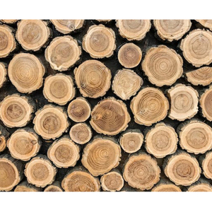 ไม้สนเกรดดีที่สุดและไม้ซุงคุณภาพเยี่ยมสำหรับขาย - Product Image 6