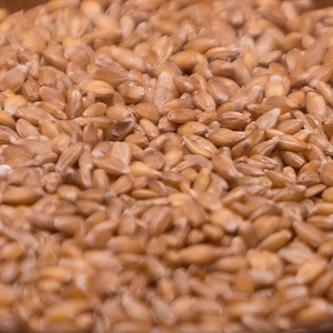 Semillas de Trigo Duro Secas para Almacenamiento Prolongado con Excelente Calidad de Grano, Alta Pureza y Potencial de Germinación Fuerte - Product Image 4