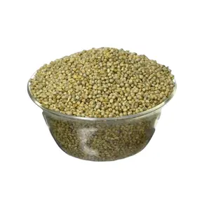Forragem de ração animal de milho verde com alto teor de proteínas disponível para venda