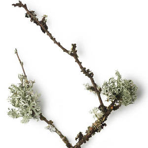 Absolue d'Oakmoss |   Fournisseur en gros d'absolue d'algue de chêne de qualité supérieure, fabricant OEM et marque privée - Product Image 5