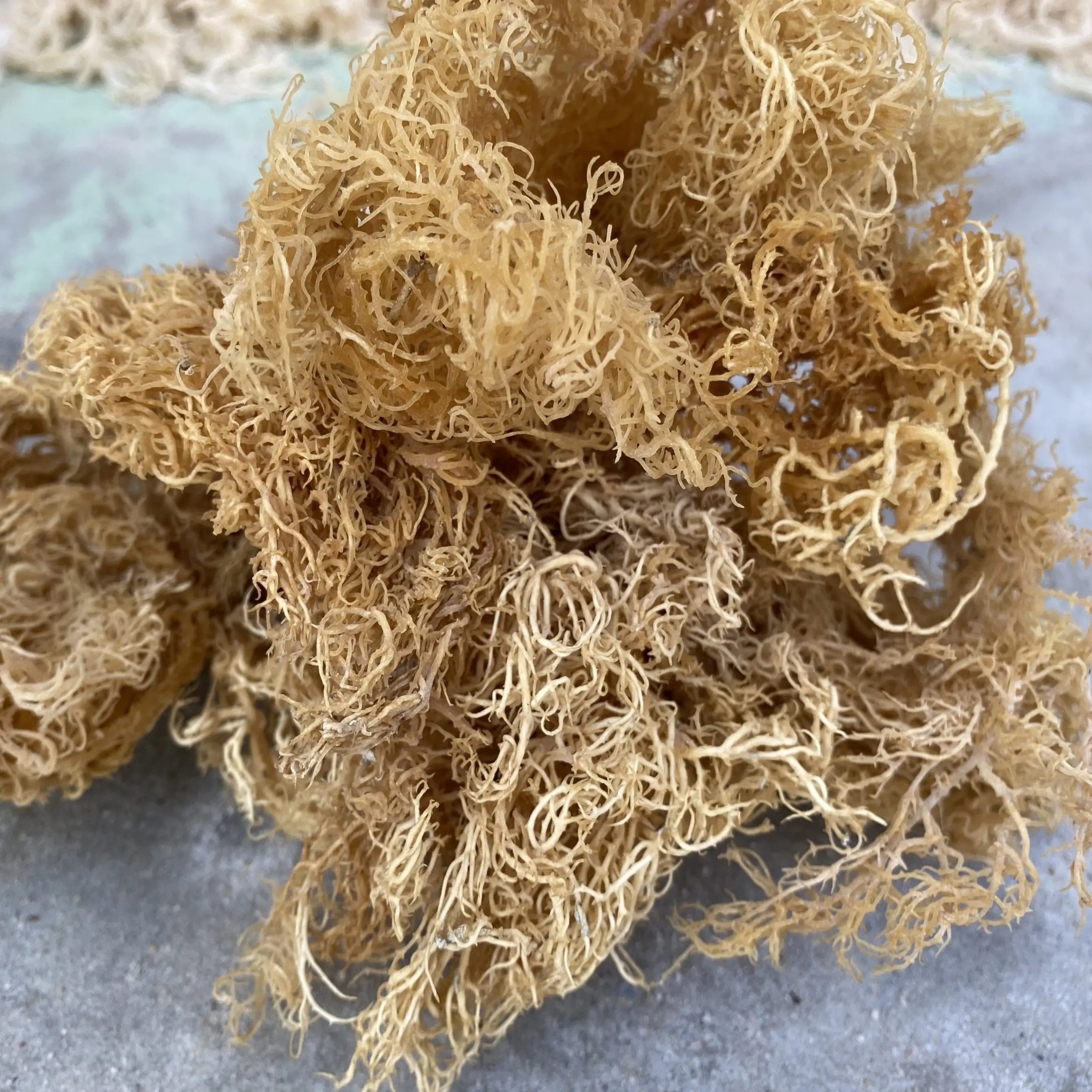 Kurutulmuş SEAMOSS en çok satan kurutulmuş deniz yosun ucuz iyi yüksek kalite tüketiciler için uygun MARY