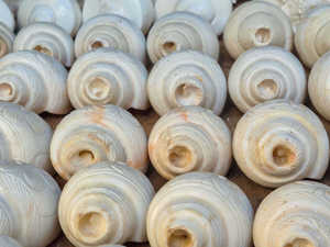 เปลือกหอยเชิงค์แบบเป่าลมโบราณ งานฝีมือสำหรับพิธีกรรมทางศาสนา ใช้ในวัด สำหรับการส่งออกขายส่ง - Product Image 3