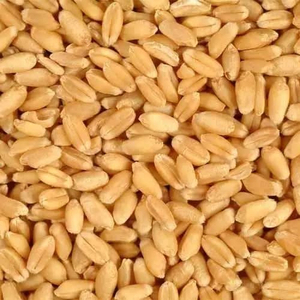 Granos de Maíz de Primera Calidad, los Más Vendidos, Suministro al por Mayor, Grado Alimenticio, Suministro para Exportación - Product Image 2