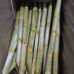 Canne à sucre congelée pour boissons et dessert | Vente en gros de canne à sucre 100% naturelle du Vietnam - Product Image 1