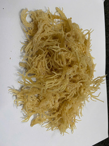 มอสทะเลแห้งคุณภาพสูงจากเวียดนาม-Eucheuma cottoni/ มอสทะเลไอริช - Product Image 6