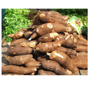 Cassava/Tapioca de Nueva Cosecha, Cassava Fresca de Alta Calidad, Precio al por Mayor, Cassava Fresca/Tapioca al por Mayor - Product Image 1