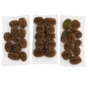 AQUA VRIKSHA Cápsulas de Casuarina Naturales para Acuarios, Peceras de Betta, Peceras de Camarones y Acuapaisajismo |   Paquete de 10 - Product Image 2