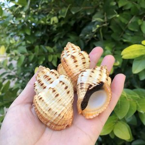 Coquillages marins pour la création d'objets artisanaux, coquillages de haute qualité, décorations pour aquariums et bacs à poissons. - Product Image 6