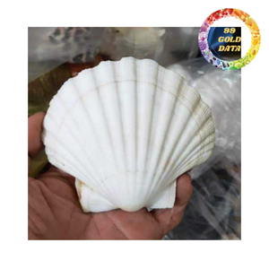 Conchas de Vieira Decorativas Naturales Hechas a Mano, Ecológicas y Libres de BPA para Diseño de Interiores, Bodas y Fiestas - Product Image 3