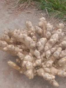 CREKS <b>Fresh</b> Young <b>Ginger</b> Root Natural Rhizome (25kg) for Cooking Retail & Food Processing - Product Image 3