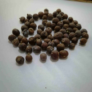 Premium Quality For Private Label Wholesale Bulk Organic Natural Dried Juniper Berries New Season Packaging OEM Service - Product Image 1