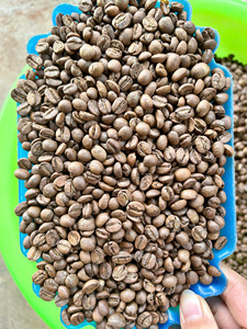 VIETNAM ARABICA <b>COFFEE</b> ROASTED | LIGHT & MEDIUM ROAST | WHOLESALE SPECIALTY SINGLE ORIGIN <b>BEANS</b> - Product Image 6