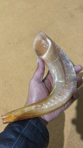 Grand Shofar en corne de bélier naturelle, poli, en agate de mouton, véritable corne de mouton semi-polie, son fort, clair et profond - Product Image 3