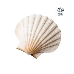 พร้อมส่งปี 2026 เปลือกหอยเชลล์สีขาวสำหรับตกแต่งตู้ปลาและของตกแต่งอื่นๆ จำหน่ายส่งจำนวนมาก - Product Image 2