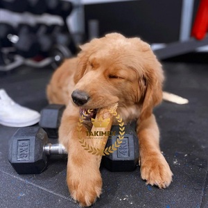 Precio barato 100% Nature Coffee Wood Ecológico Palos de masticar de madera para perros Impresión de colores bolsa doble individual Vietnam - Product Image 5