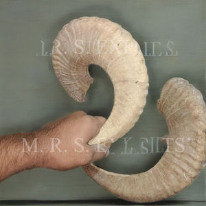 2026 Meilleures ventes Cornes de shofar en agneau et en bélier, finition naturelle, polies de haute qualité, religieuses, à prix abordables - Product Image 2