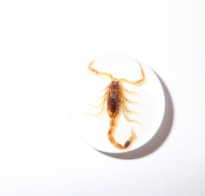 Escorpión Dorado, Espécimen Real, Cabujón de Plástico Redondo de 19x19 mm con Base Plana Blanca para Manualidades y Joyería - Product Image 6
