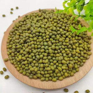 Haricots mungo sélectionnés de haute qualité en gros – Haricots mungo verts de première qualité en gros à vendre à prix avantageux - Product Image 1