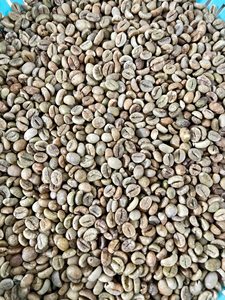 กาแฟอาราบิก้าเวียดนามแท้พันธุ์เดียว |   คั่วอ่อนและคั่วกลาง |   เมล็ดกาแฟพิเศษขายส่ง - Product Image 3