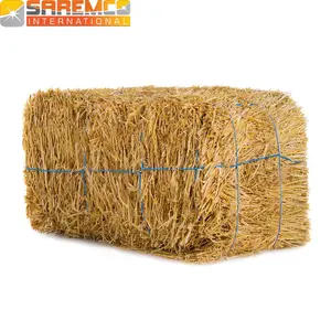 Mangimi per animali/balle di fieno di paglia di grano/dal Pakistan Export Quality/per i paesi del golfo