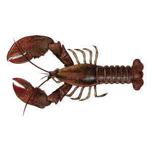 High Quality Lobsters for Supermarket Chains Seafood Retailers and International Distribution Networks - Product Image 3