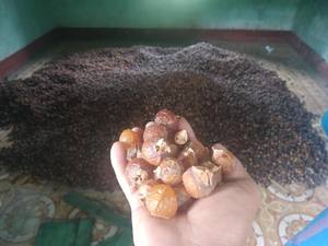 Natural Dried Soap Nuts Soapberry Washnut Berries Bulk Supply for Laundry <b>Detergent</b> Household Cleaning Wholesale Vietnam Exporte - Product Image 2