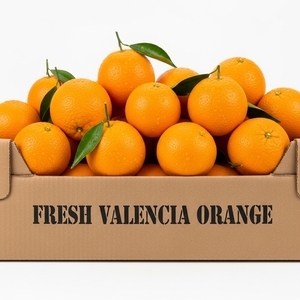 Jeruk Valencia Segar Hasil Panen Premium Orchard Memberikan Pengalaman Rasa Segar Citrus Aroma Kaya Kulit Halus Dan Alami