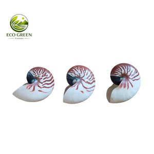 Concha de Nautili, Espécimen Natural del Océano, Decoración de Lujo para el Hogar, Concha Espiral Coleccionable, Elegante Regalo para Amantes del Arte - Product Image 3