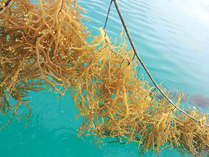 Grossiste et revendeur vietnamien de mousse de mer séchée aromatisée de qualité supérieure en sachet, 2024 - Product Image 3