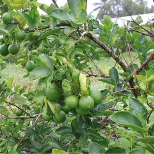 ฝรั่งสีชมพูอบแห้งและน้ำตาลจากแม่น้ำเมกง เกรดอุตสาหกรรมและอาหาร 100% ธรรมชาติ ส่งออกจากเวียดนาม - Product Image 1