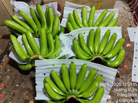 Vietnamese verse gele Cavendish bananen – zoet aroma, consistente kwaliteit voor export naar Nederland