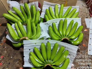 Bananes jaunes Cavendish fraîches du Vietnam – Arôme sucré, qualité constante pour l'exportation - Product Image 6